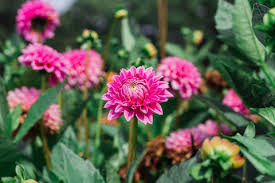 Ornamental Flowers